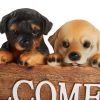 Cute Puppies Welcome Plaque *Free Shipping on orders over $70*