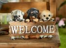 Cute Puppies Welcome Plaque *Free Shipping on orders over $70*