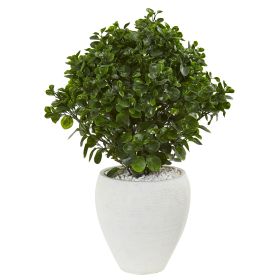 32â€ Peperomia Artificial Plant In White Planter UV Resistant (Indoor/Outdoor)