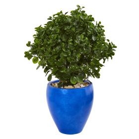 32â€ Peperomia Artificial Plant In Blue Planter UV Resistant (Indoor/Outdoor)